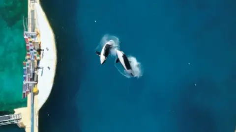 Tidebreakers Wikie and Keijo make rear factors in front of their coaches in the swimming pools in Marineland Antibes.