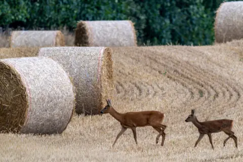 Bruce Carrington A roe deer and fawn crossing a field, dwarfed by bales.