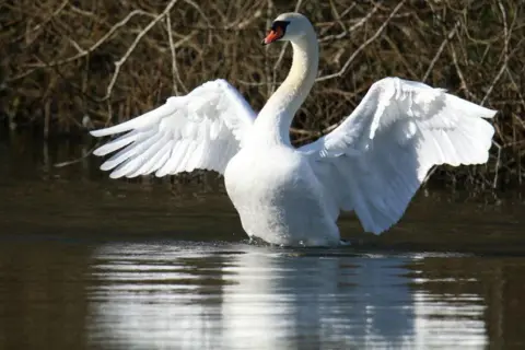 Marie-Pierre Garroway Swan with wings outstretched, and reflected in water.