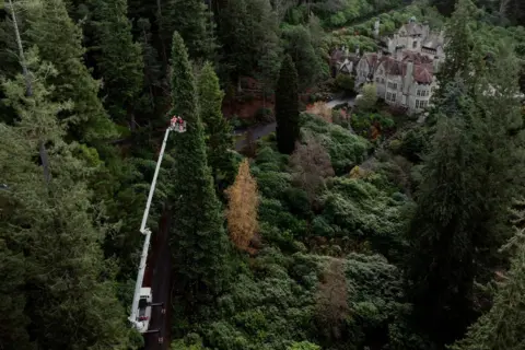 National Trust Drone shot, seen from further away this time, of the tall white cherry picker with three people in orange suits and helmets close to the top of a tall Redwood tree. It is surrounded by thick forest and Cragside House is beyond.