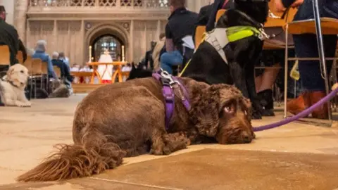 Pictoria A brown spaniel-style dog with a thick coat lies on the stone floor of Gloucester Cathedral while it looks up at its owner, who is out of vision