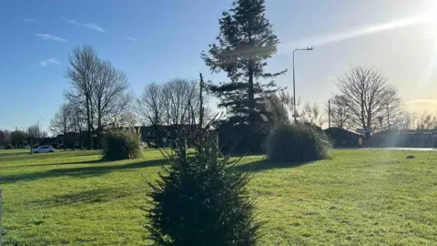 A small fur tree in the middle of a large open green space. Behind there are two bushes which look to be the same size as the tree if not bigger. Behind them is a very large tree.