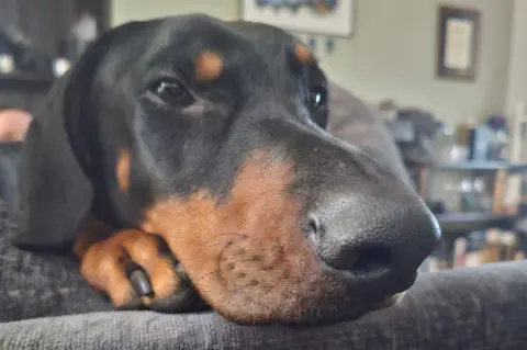 Pet Health Club Doberman dog Rocca with his nose resting on a sofa.
