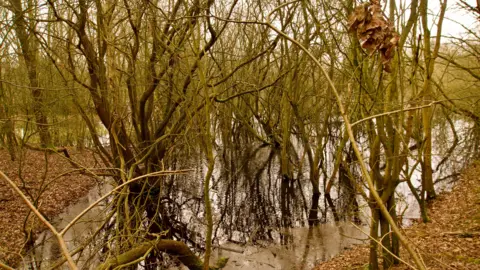 Trees reflected in a pool of water at Brandon Marsh