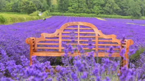 Jason Arthur A bench in a bright purple lavender field 