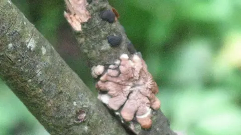 Brown fingered fungi on piece of twig. It looks like a eight-legged small starfish. The fungus is discoloured. 