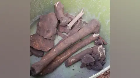 Clare Sledger A pile of ancient bones in what looks like a bucket. They are of varying sizes and shapes, and mostly dark brown in colour.