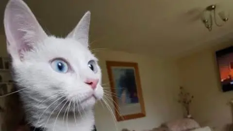 Beauty's Legacy A white cat with blue eyes looking keenly at something out of shot