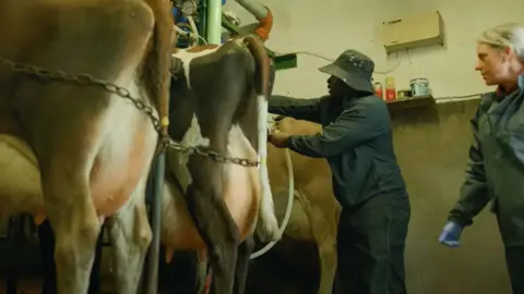 FekkyTv/YouTube Fekky, wearing a bucket hat and dark navy farming attire, behind three cows. He is holding a white tube. A woman, wearing the dark navy farming attire and who has tied back blond hair, stands behind him overseeing his 