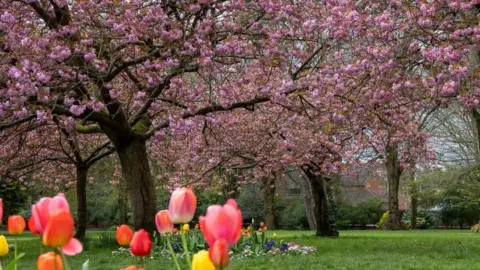  South Swindon Parish Council Tulips and cherry blossoms in South Swindon.