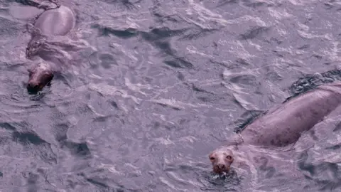 The head of a grey seal, poking up out of the sea.
