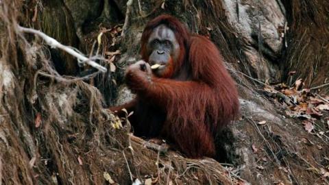 Orangutan - file picture