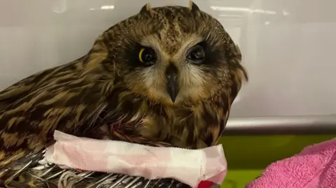 A brown owl with a black beak with a swab on its front and a pink towel in the foreground