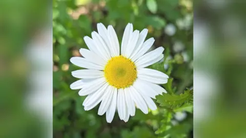 Jade Alicia Sayer A daisy flower 