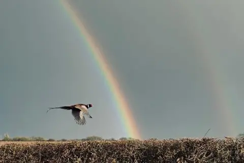 Lisa A pheasant flies across the sky over a hedge, two rainbows behind it.