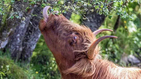 Highland cow
