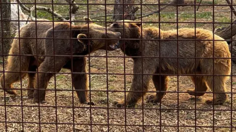 Two bears in a cage