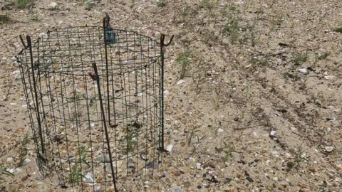 Essex Wildlife Trust A small wire cage protecting a birds' nest on a beach. There is a tyre track to the right of it on the beach.