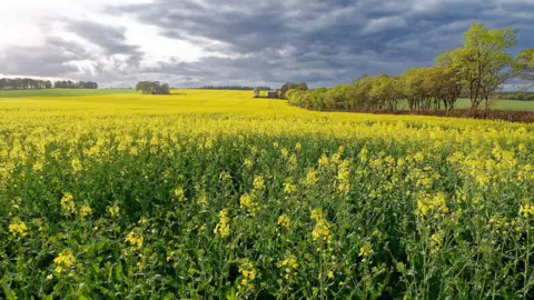 Julian Paren A large golden yellow field stretching into the distance.