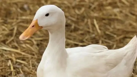 Justin Williams A close-up of a duck. It is white and has an orange beak and its eye is black. The duck is stood on brown straw. 