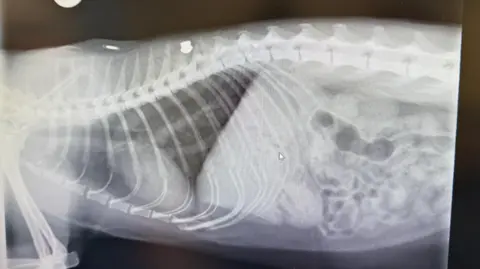 RSPCA An X-ray image showing a cat's body from the side. There's a solid silver pellet just above one of its vertebrae.