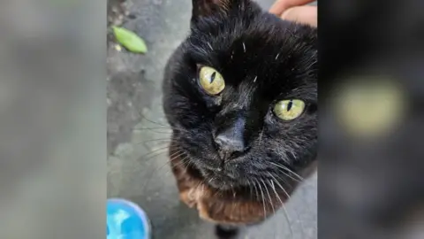 Cerys Collins George the black cat looking at the camera for a photo