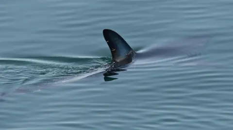 PA Media A shortfin mako shark is swimming through clear water with its dorsal fin showing. The sea is calm and the dorsal fin is leaving a slight wake. The fin is short and has a dark blue centre with black outline.