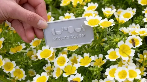 Freia Turland A We The Curious token hidden in flowers in Bristol