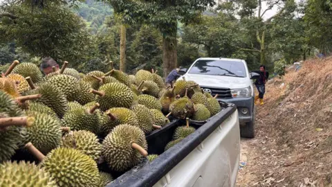 BBC/Koh Ewe Durians piled in the back of a pick-up truck parked in a durian farm. Workers are piling more durians to the back of another white pick-up truck, parked behind.