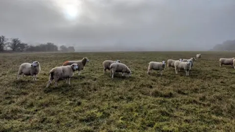 Cotswold Park Farm Sheep are grazing on a green heath on a misty gray day, there are a few trees on the horizon and the sun is peeking through very misty clouds