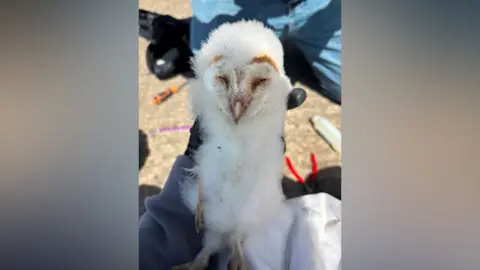 Ulster Wildlife A barn owl chick being held by a person wearing gloves