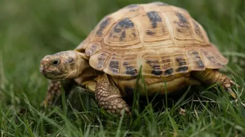 A generic image of a tortoise on grass