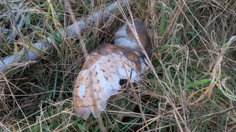 RSPCA A motionless owl on the ground in a field