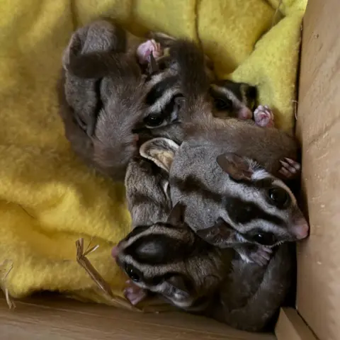 Five Sisters Zoo Six sugar gliders huddled in a cardboard box. They are grey with black stripes, big ears and big, black eyes. They are sitting on a yellow blanket and one of them is looking up at the camera.