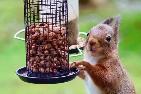 Allan Redpath A red squirrel next to a nut feeder, the squirrel is looking in the direction of the camera.