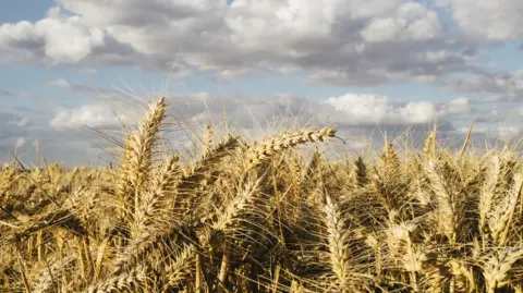Getty Images A close-up image of ears of corn under a blue sky with white puffy clouds.