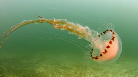 Rob Spray A compass jellyfish underwater in Cromer. The sea water is a clear blue. The jellyfish is pink with long tentacles.