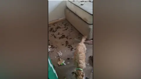 Antrim and Newtownabbey Borough Council A dirty-blonde terrier cross dog walks in a carpeted room which has brown faeces all over its carpet. He has a green collar. 