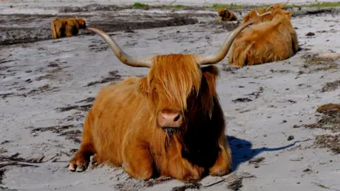 A Highland cow on a beach