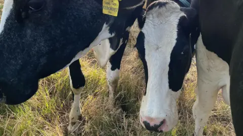 Cows at Tumble Tye Farm head to the fields after milking