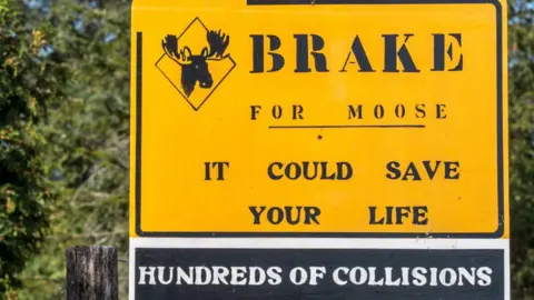 Getty Images Road sign warning of the dangers of colliding with a moose