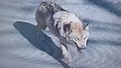 A cctv-style picture of a white wolf walking