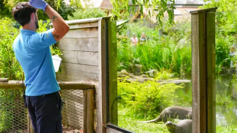 Chester Zoo Frazer Walsh in a blue Chester Zoo branded polo shirt throwing food to two otters who are inside a glass enclosure. He has brown hair and a beard.