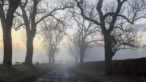 Ernest Boath seven trees appearing through the fog. 