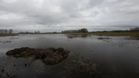 Dave Rogers A long distance landscape image of wetland at Lakenheath Fen. The marshy plot of land is covered in water.

