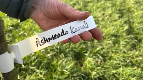 A tag on a heritage apple tree reads Ashmeads Kemal.