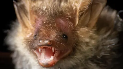 Sierra Larsen Close-up of a fluffy brown bat's face, with small black eyes, big ears with an open mouth with small, sharp teeth.