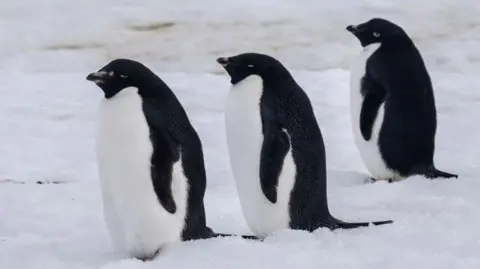 Getty Images Three Adelie penguins are seen standing in a row on a snowy landscape