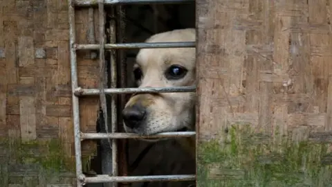 Close-up shot of an abused white labrador dog, its mouth biting steel rails