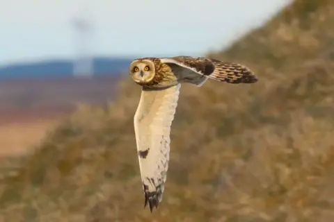 Alice Gordon A short-eared owl in flight, its wings are outstretched and its head is looking to the side towards the camera with its prominent yellow eyes.